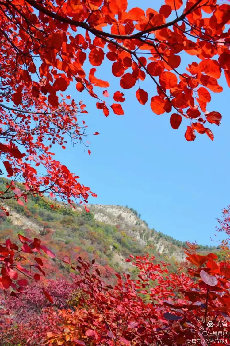 霜叶红于二月花